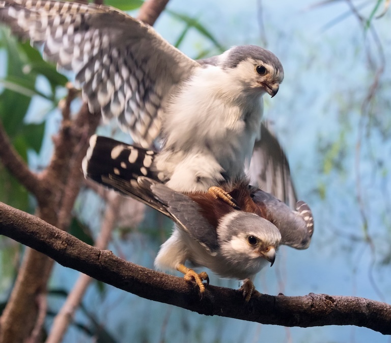pygmy falcon mate