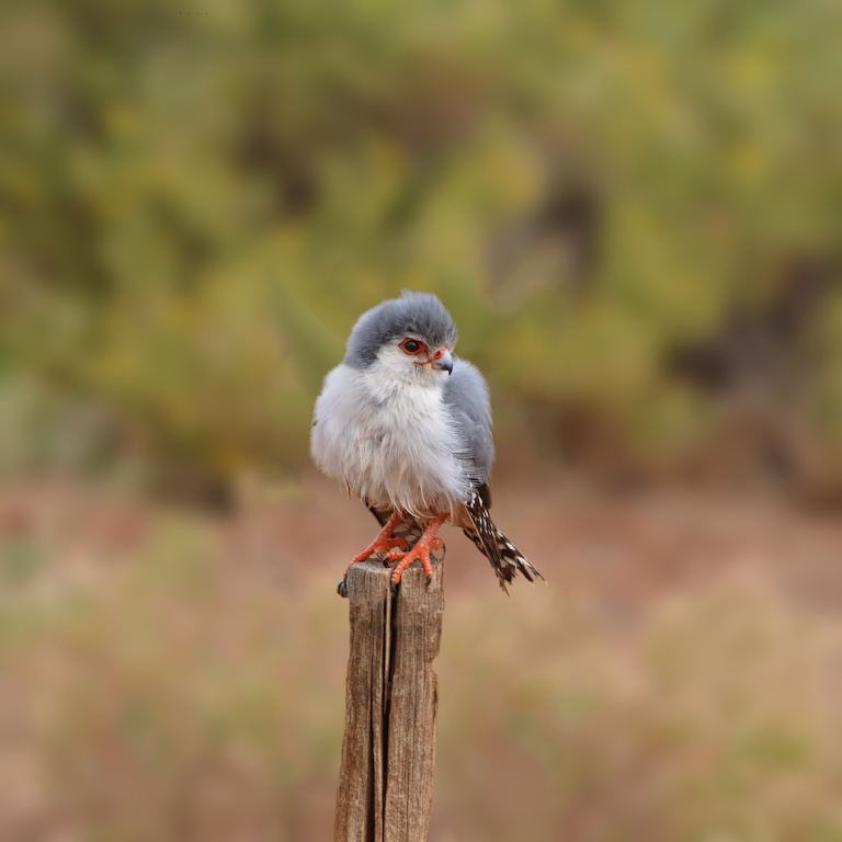 pygmy falcon on a post