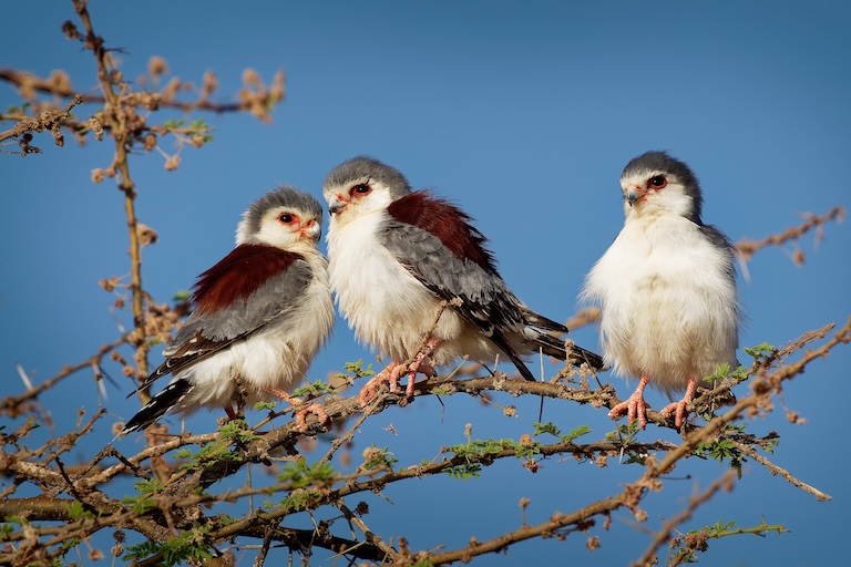 pygmy falcon perch