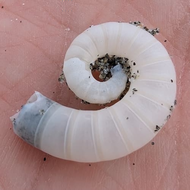 ram’s horn squid shell