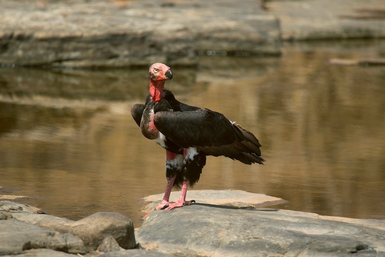 red headed vulture by the water