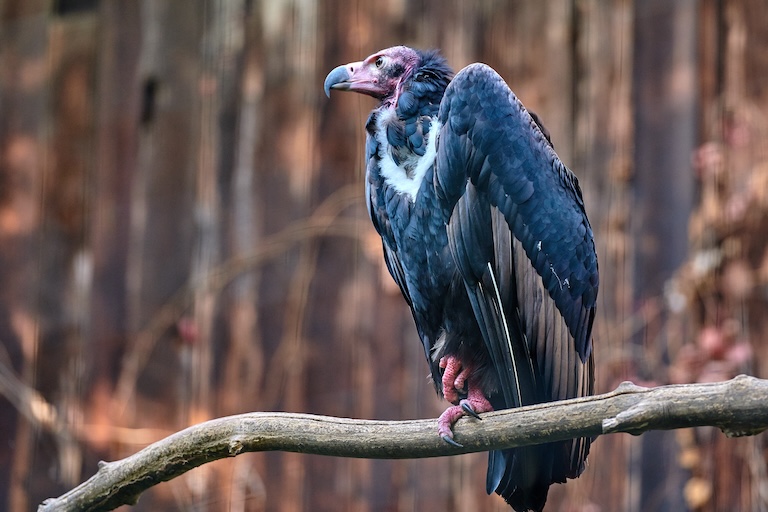 red headed vulture perched on a branch