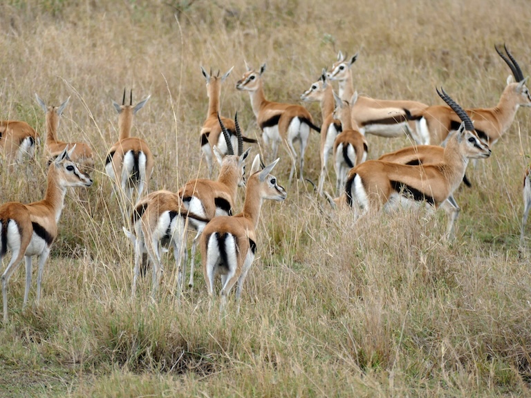 thomson’s gazelle herd