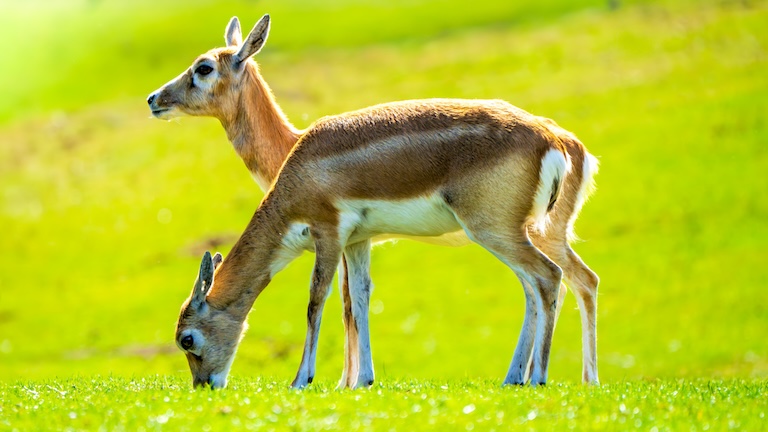 thomson’s gazelle in the savanna