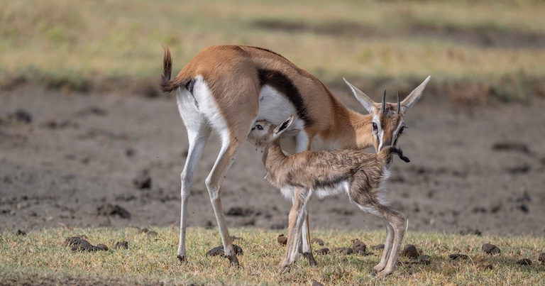 thomson’s gazelle mother and baby
