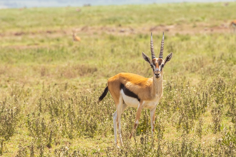 thomson’s gazelle profile