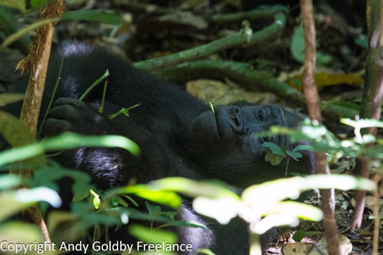 western gorilla chilling