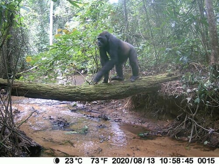 western gorilla crossing the river