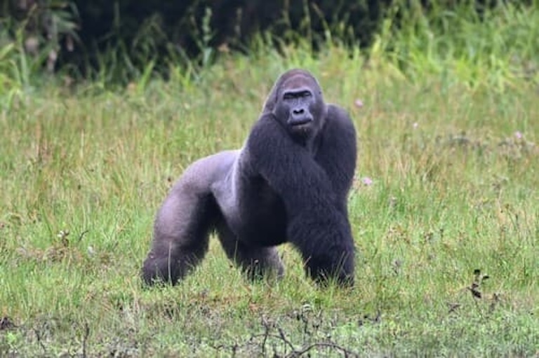 western gorilla profile