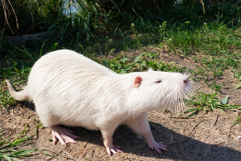 white nutria 