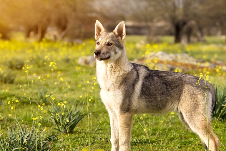 wolfdog in nature