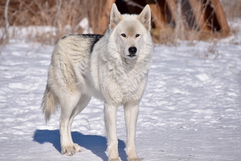 wolfdog in snow