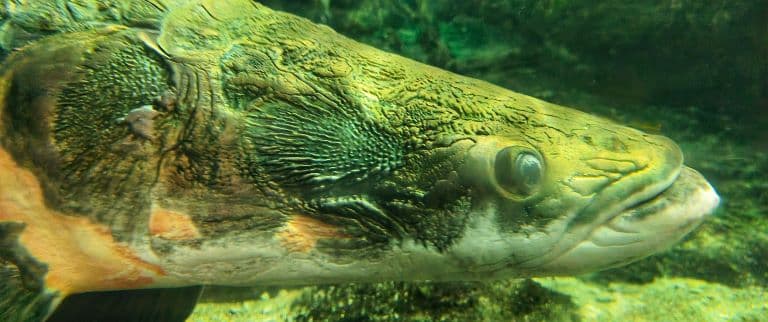 Arapaima profile view