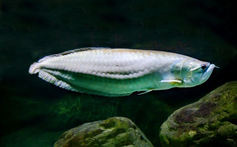 Arapaima under water