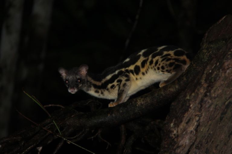 Asiatic Linsang in the dark forest
