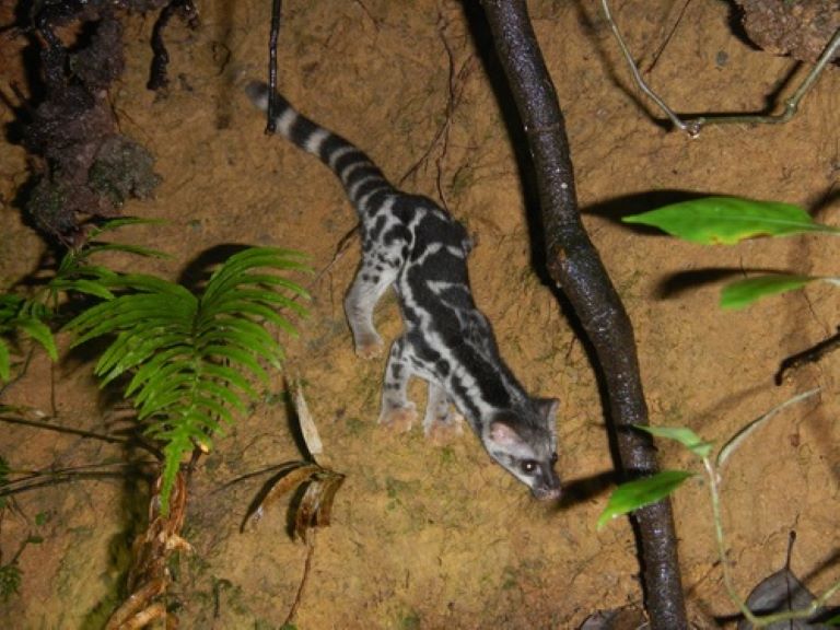 Asiatic Linsang lying on the floor