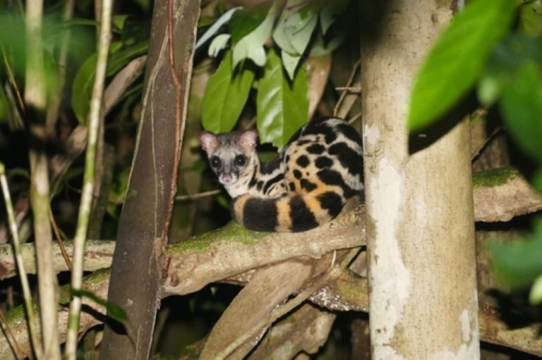 Asiatic Linsang on a tree branch in the forest