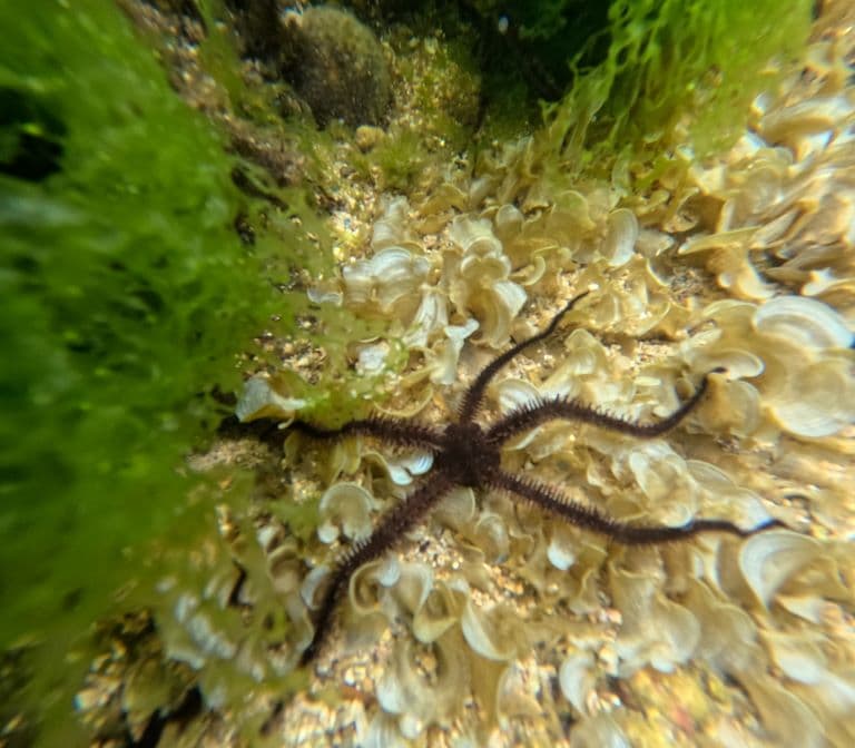 Brittle Star on a coral