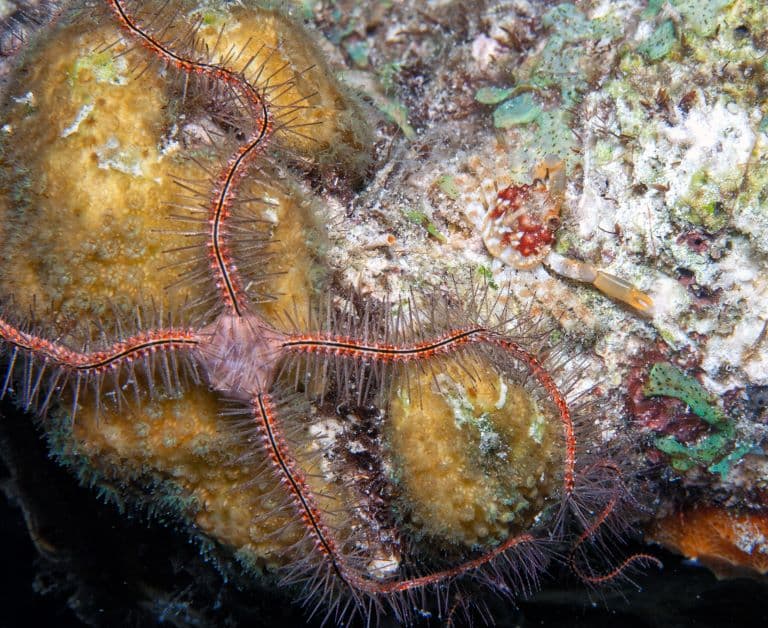 Brittle Star profile