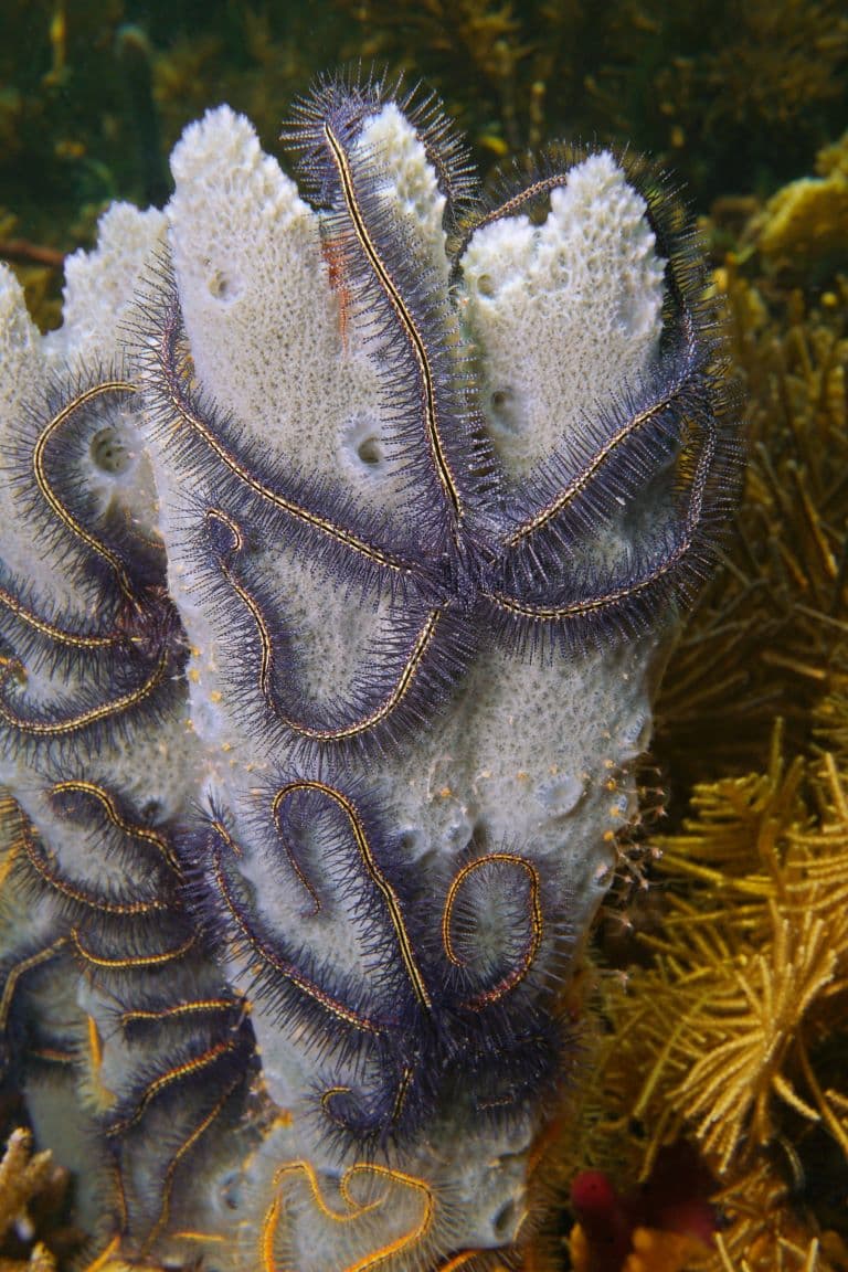 Brittle Stars on a sea sponge