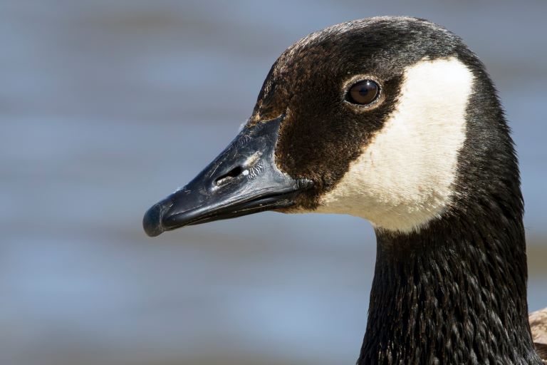 Canada Goose profile