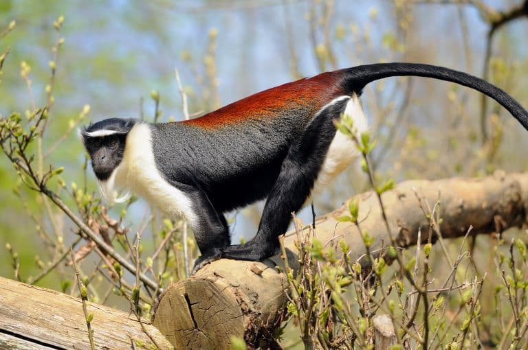 Diana Monkey gazing at the camera