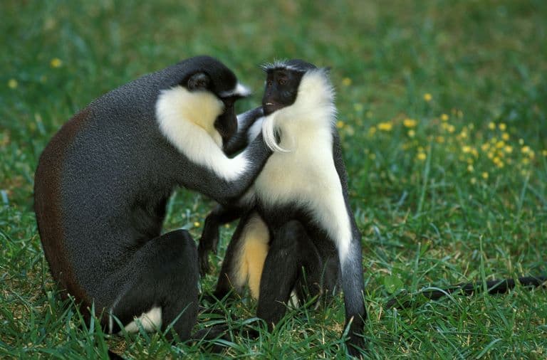 Diana Monkeys grooming
