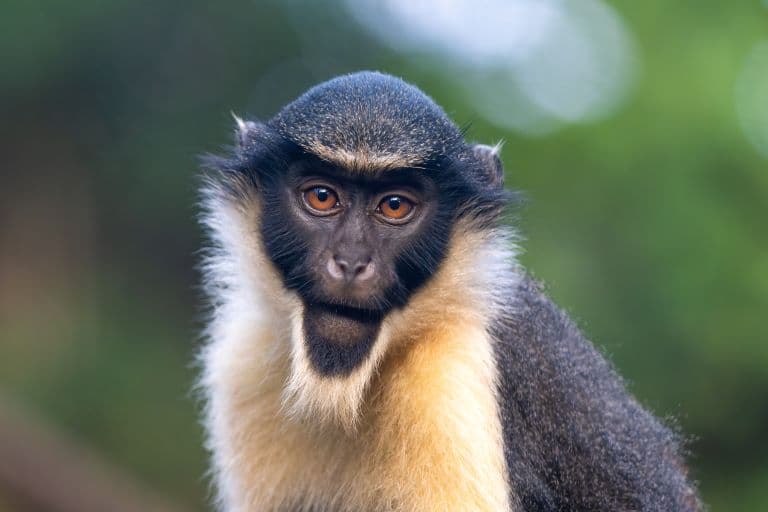 Diana Monkey profile