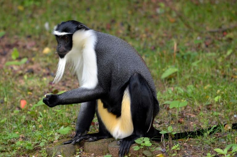 Diana Monkey sitting down on the floor