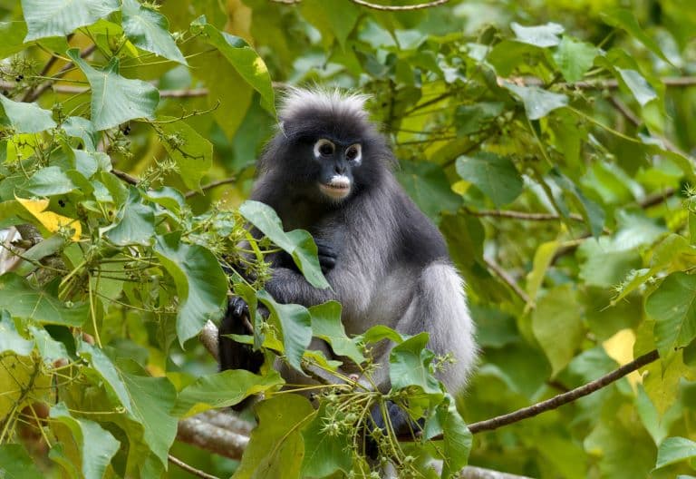 Dusky Leaf Monkey gazing among the tree leaves