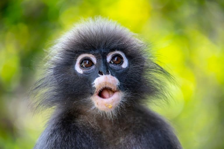 Dusky Leaf Monkey profile