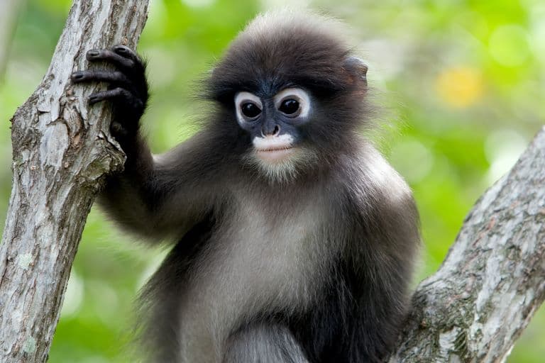 Dusky Leaf Monkey sitting on a tree branch