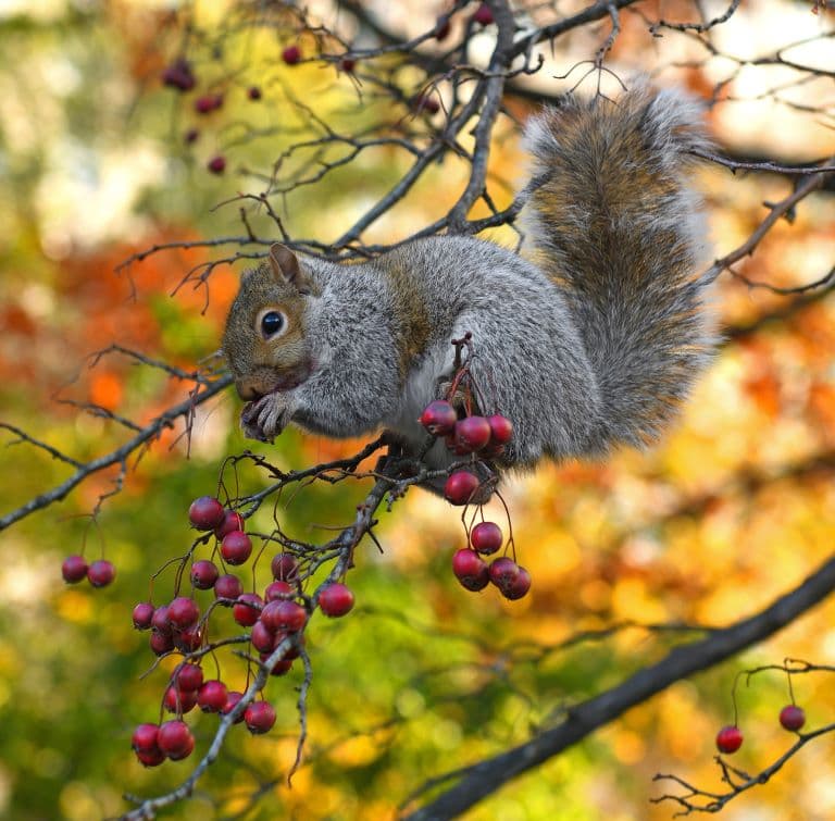 Eastern Gray Squirrel eating red berries