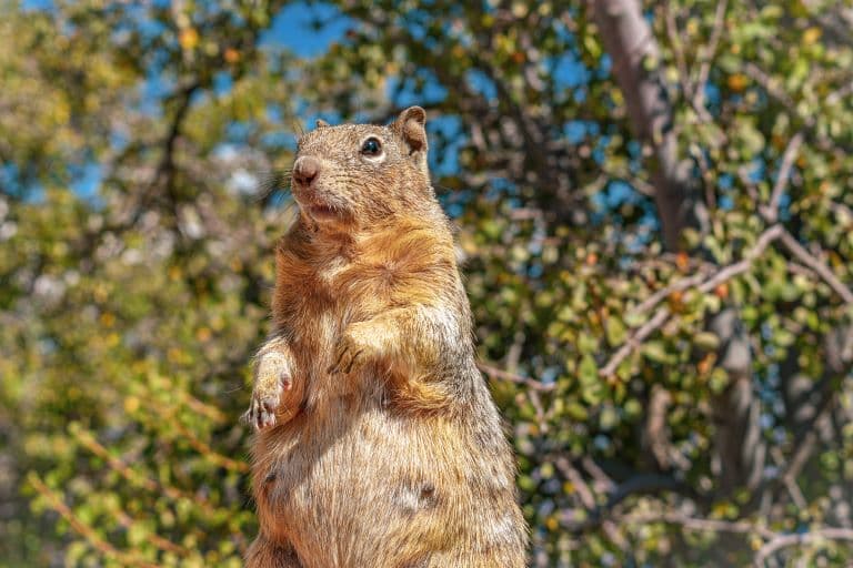 Eastern Gray Squirrel standing upright
