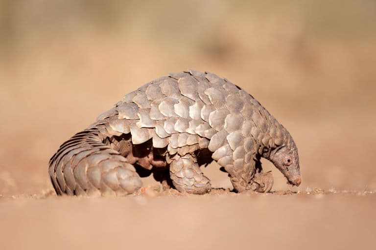 Giant Pangolin digging for ants