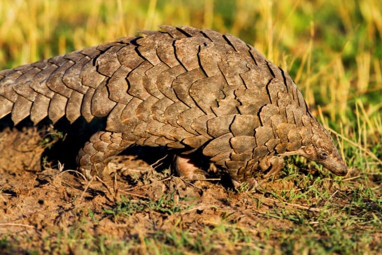 Giant Pangolin in the grass