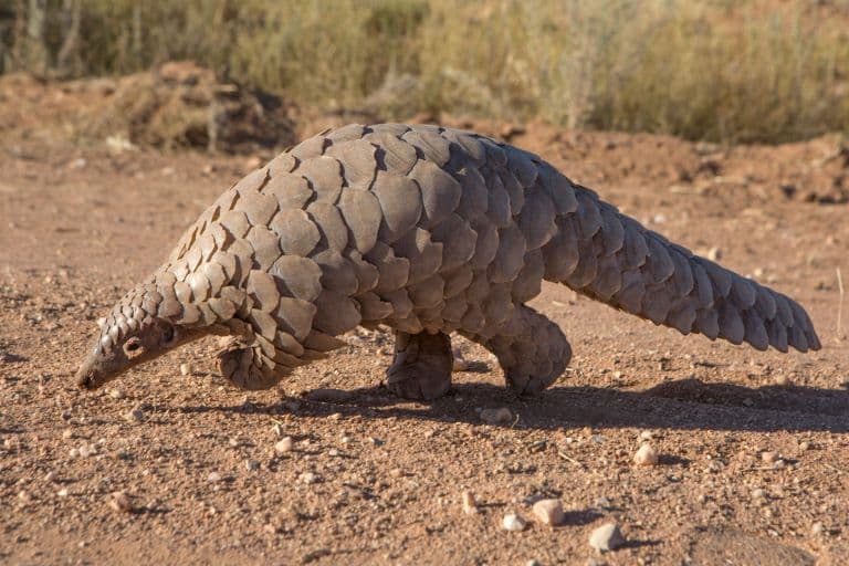 Giant Pangolin profile