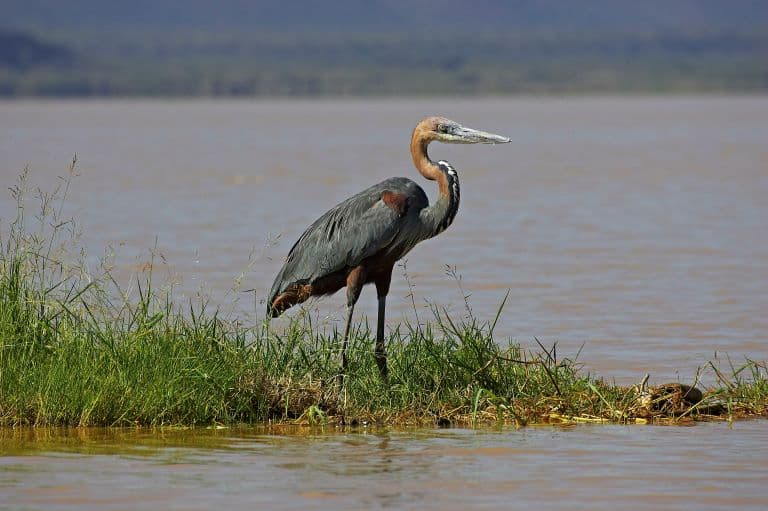 Goliath Heron looking out at the shore