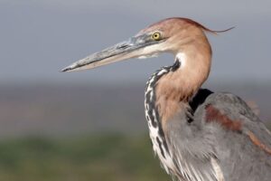 Goliath Heron Facts - Fact Animal