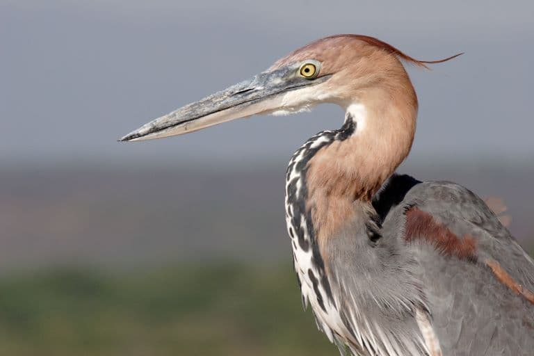 Goliath Heron profile