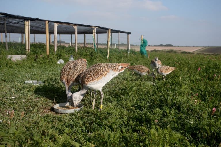 Great Bustard feeding at a farm