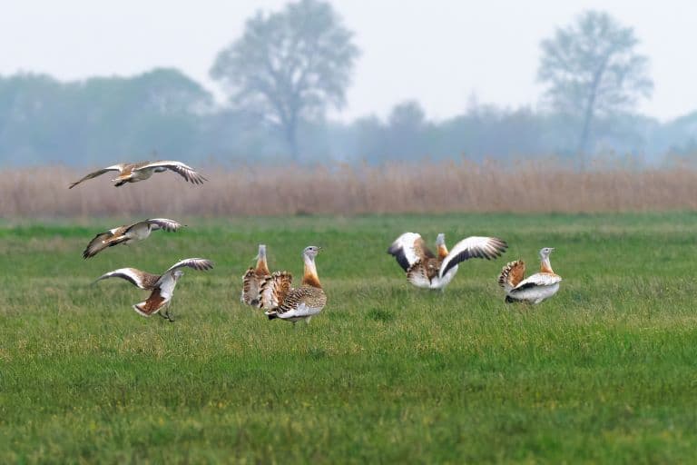 Great Bustard flying