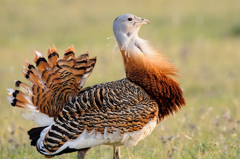 Great Bustard profile