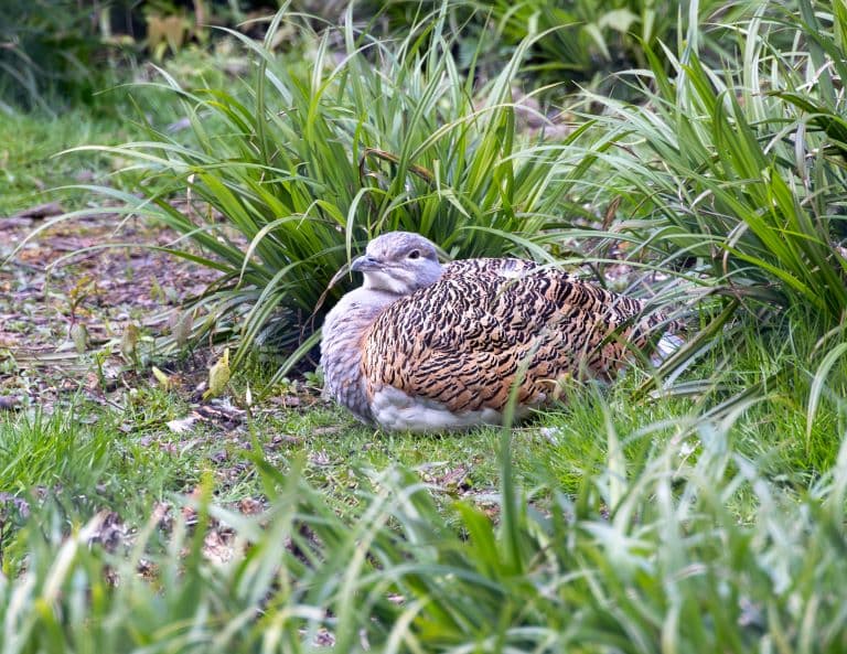 Great Bustard sitting