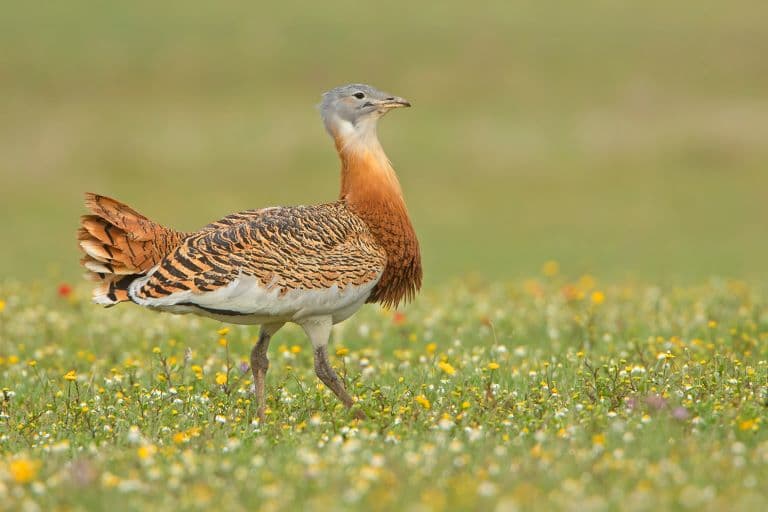 Great Bustard taking a walk in the grass