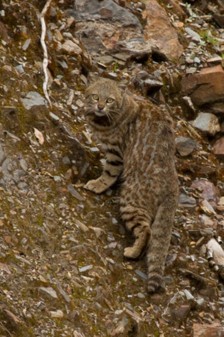 Pampas Cat climbing a rock