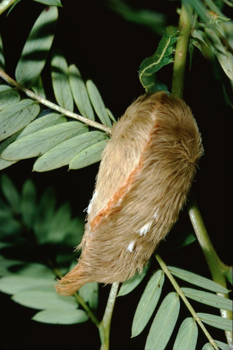 Puss Caterpillar climbing a leaf