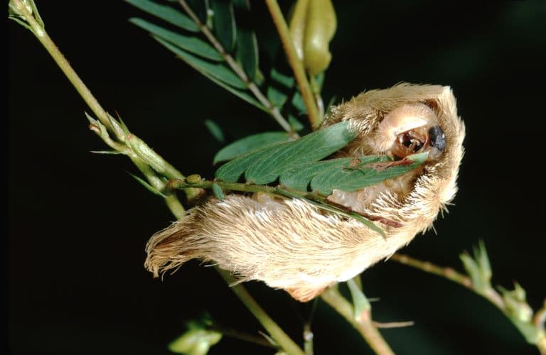Puss Caterpillar feeding on a leaf