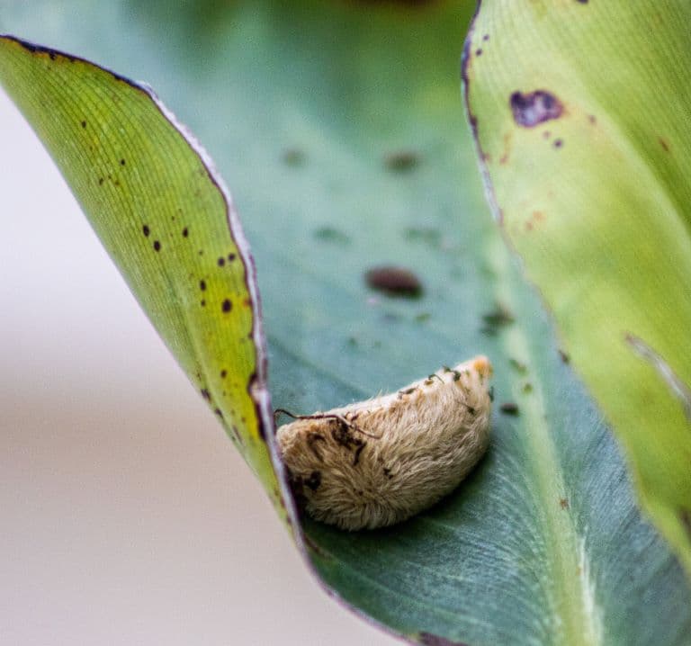 Puss Caterpillar resting on a leaf