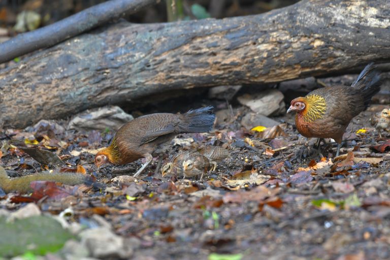 Red Junglefowls feeding